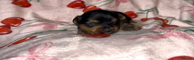 Yorkshire Terrier Puppy 2