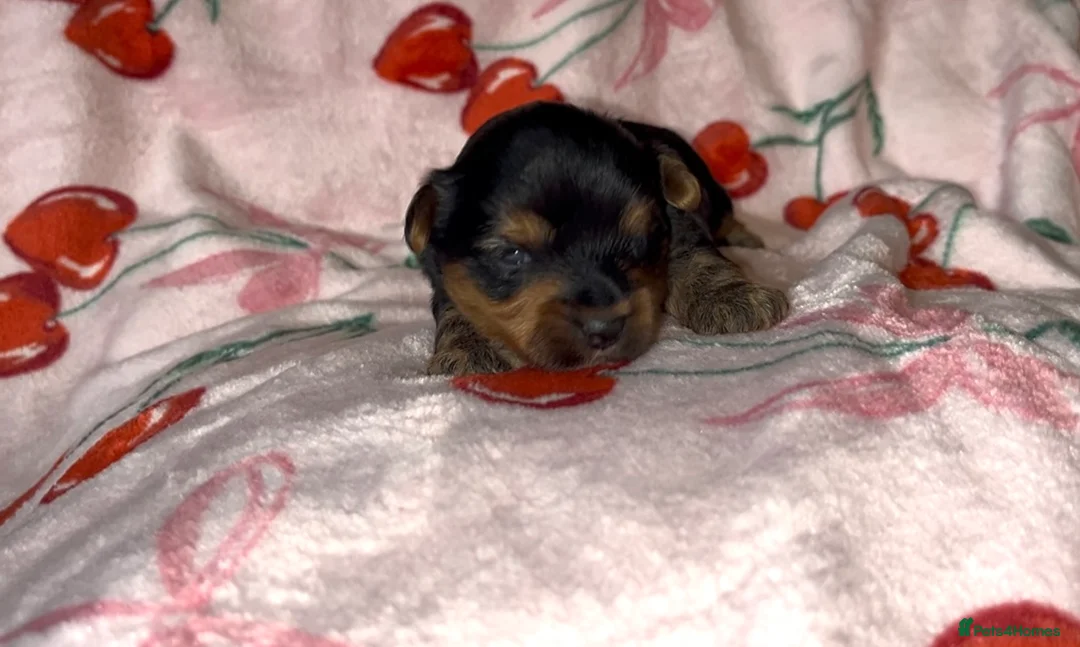 Yorkshire Terrier dogs for sale: Beautiful Standard Size Yorkshire Terrier Puppies - Advert 12