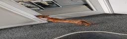 Miniature Dachshund dogs for sale: 9 months old  in Irvine - Advert 6