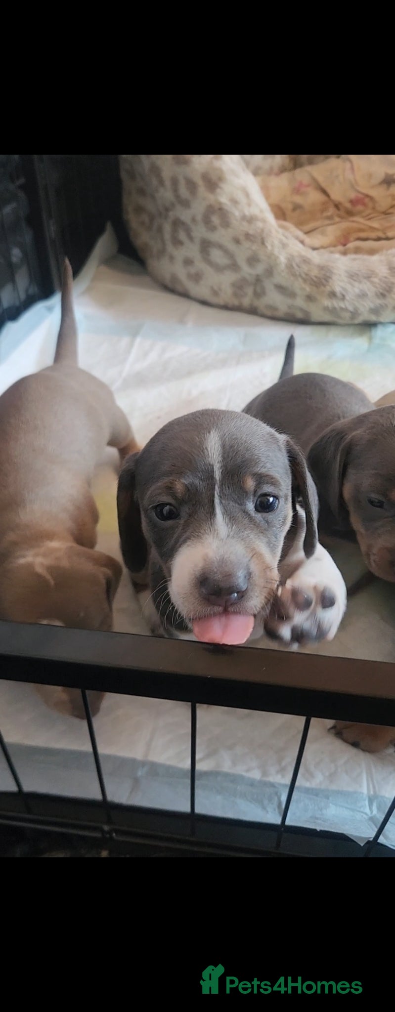 Miniature Dachshund dogs Isabella Miniature dachshund puppies  - Advert 9