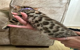 Bengal cats for sale: ❤️ Gorgeous Pure Bengal Kittens Available ❤️ - Image 5