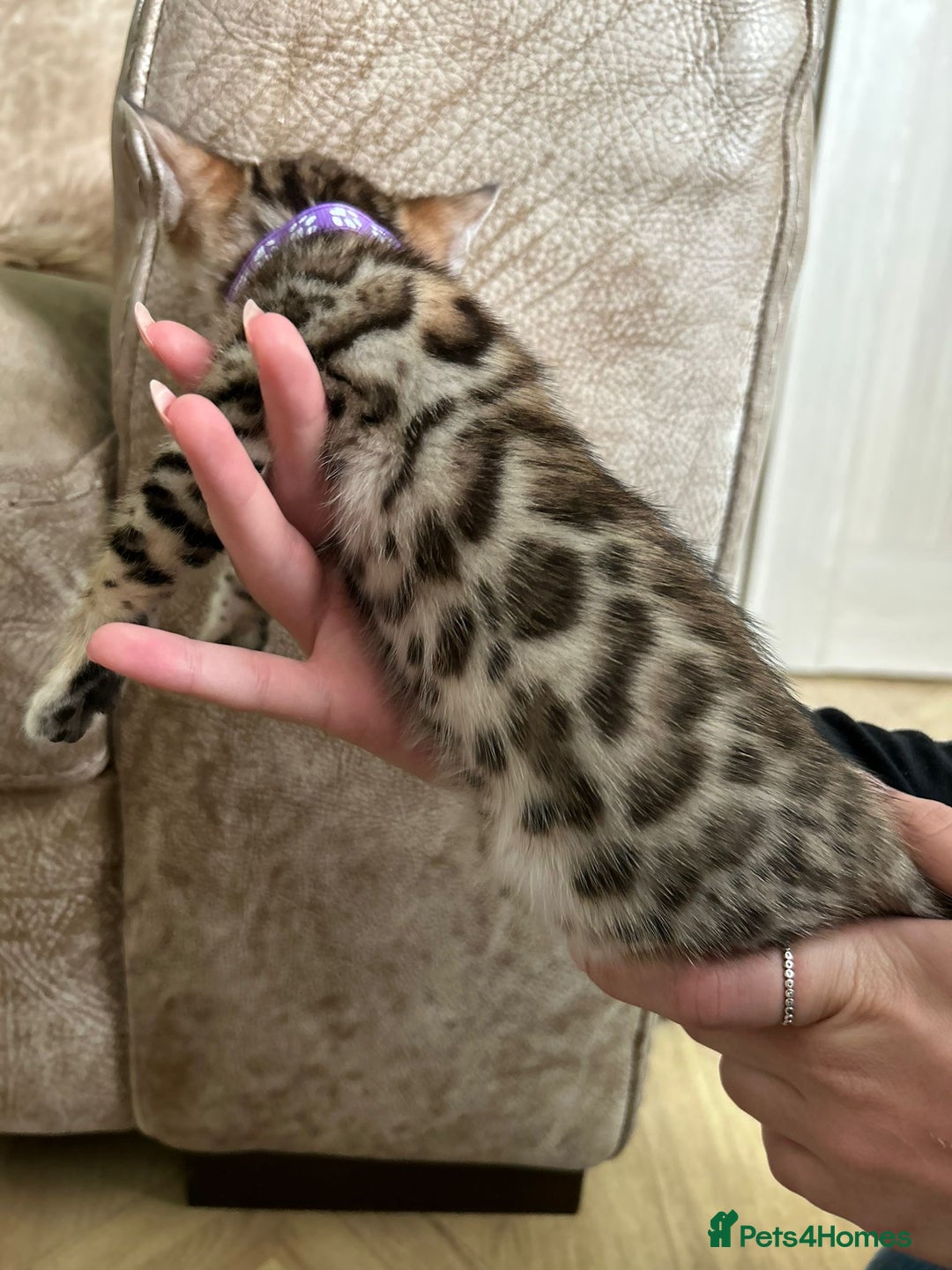 Bengal cats for sale: ❤️ Gorgeous Pure Bengal Kittens Available ❤️ - Image 5