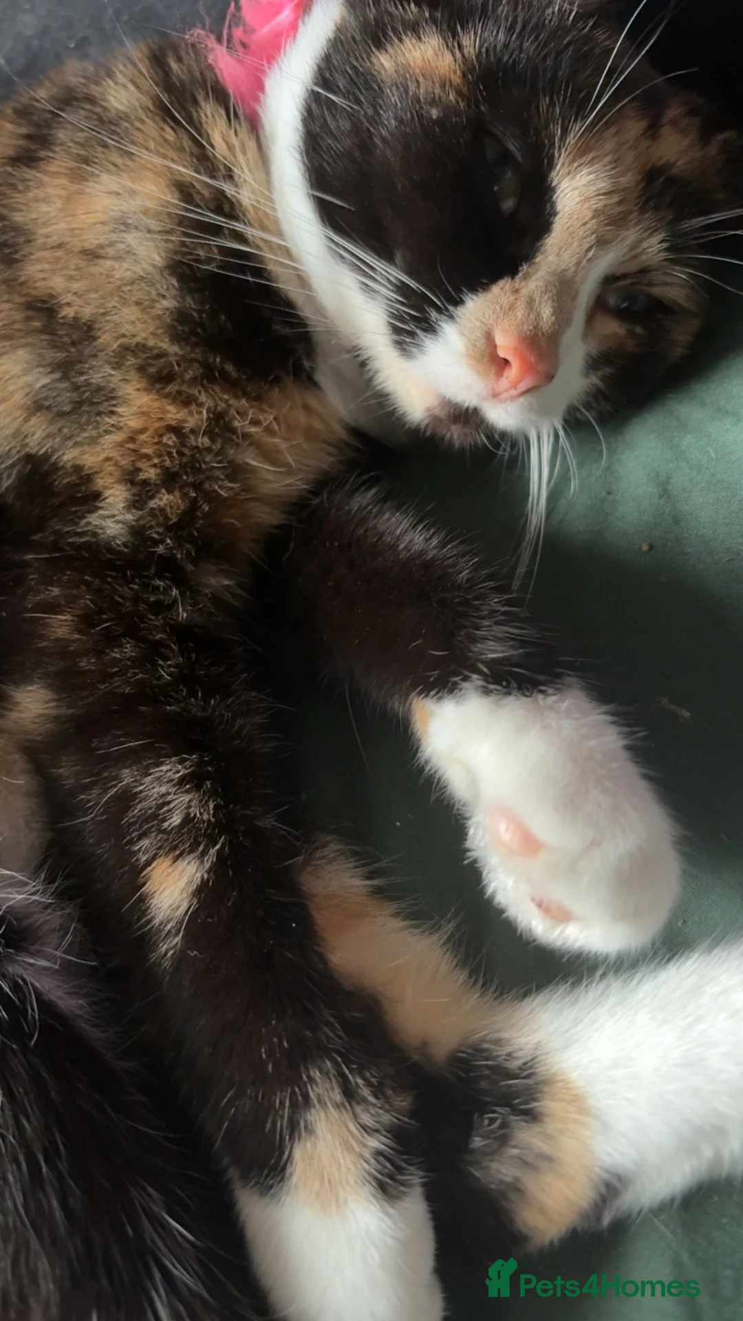 Mixed Breed cats for sale: 04 Cats  - Advert 5