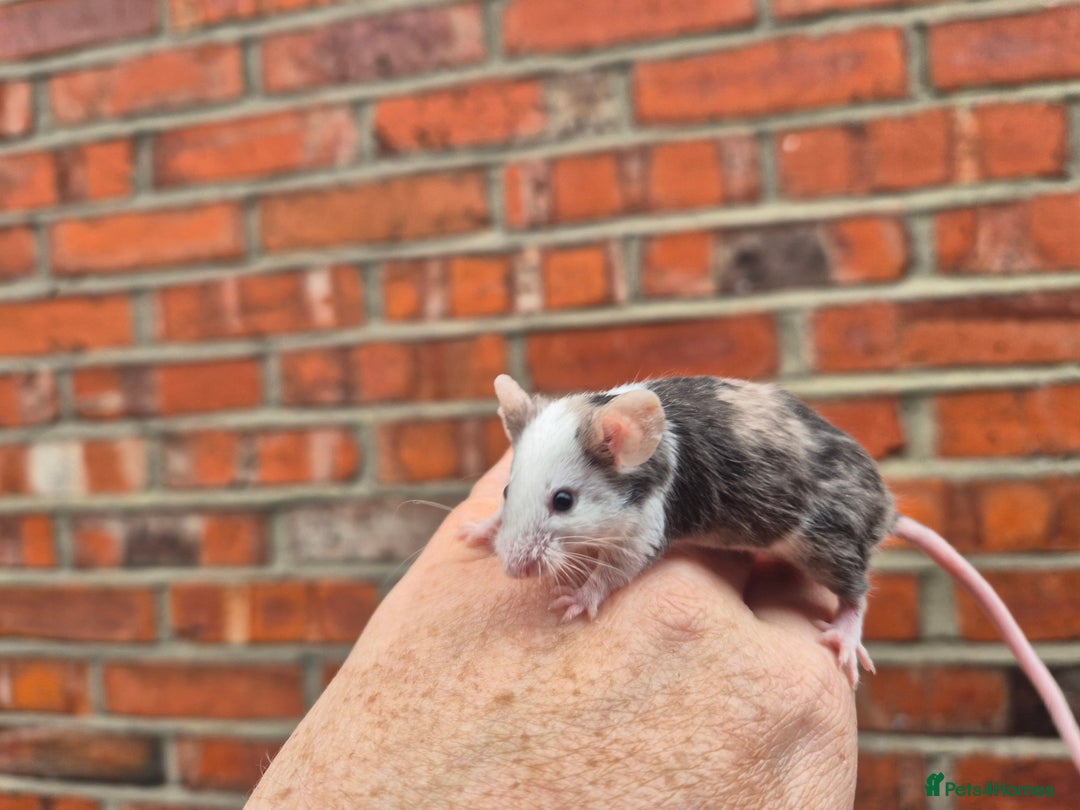 Mouse rodents for sale: Fancy mice for sale - Image 6