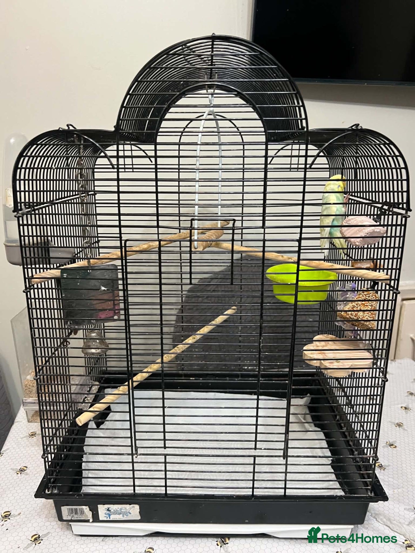 Budgerigars birds One single budgie for sale  - Advert 3