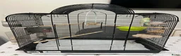 Budgerigars birds for sale: One single budgie for sale  in Barnsley - Advert 1