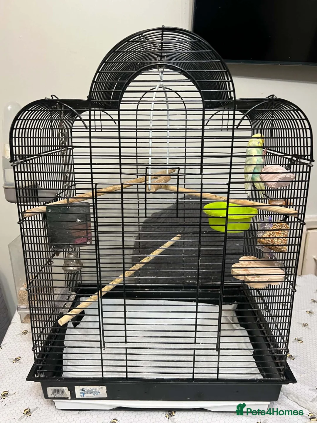 Budgerigars birds for sale: One single budgie for sale  in Barnsley - Advert 1