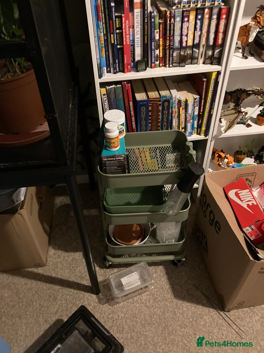 Chameleon reptiles for sale: Very friendly Yemen chameleon full setup - Advert 5