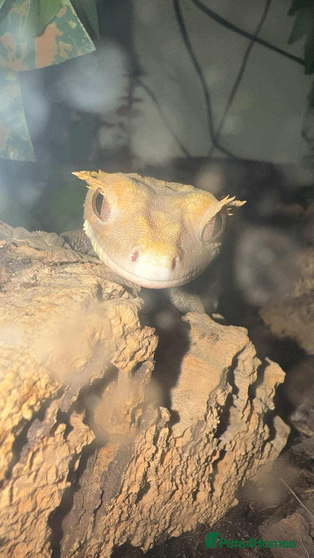 Gecko reptiles for sale: Crested Gecko w/ full setup *collection only* - Image 6
