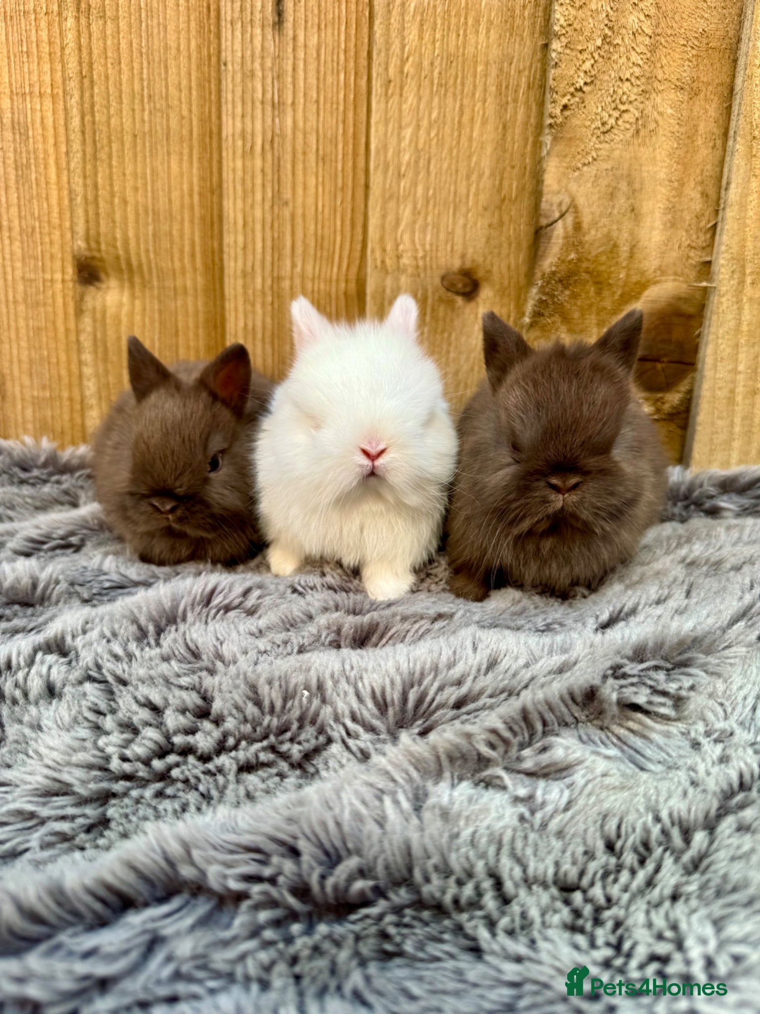 Netherland Dwarf rabbits Netherland Dwarf baby rabbits  - Advert 15