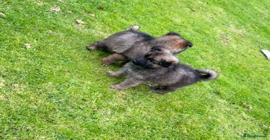 German Shepherd dogs - Advert 11