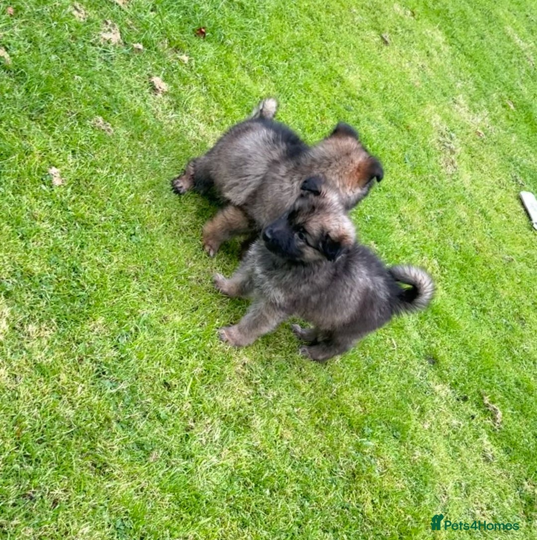 German Shepherd dogs for sale: German shepherd puppies for sale  - Image 3