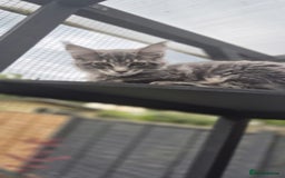 Maine Coon cats for sale: Twinny One and Two in Southend-on-Sea - Image 11