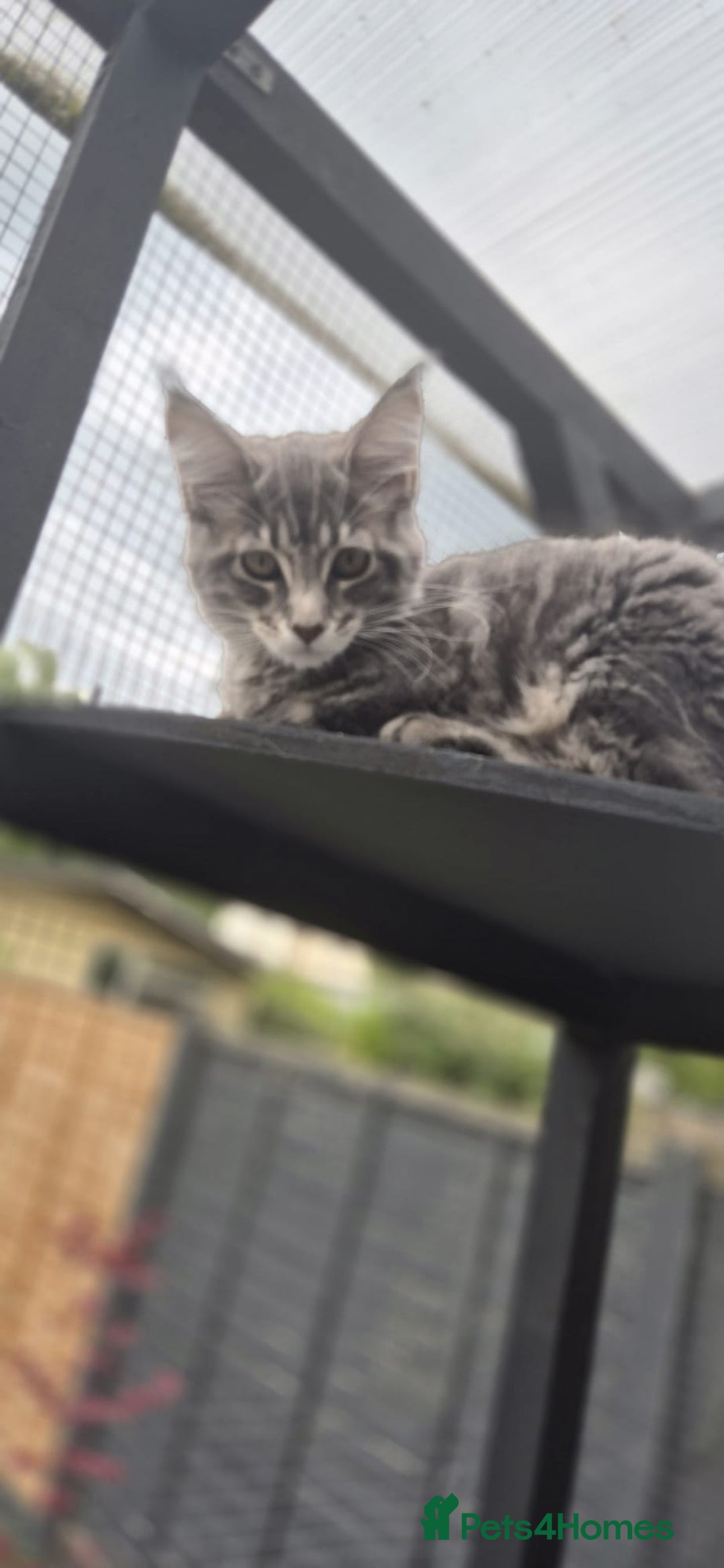 Maine Coon cats for sale: Twinny One and Two in Southend-on-Sea - Image 11