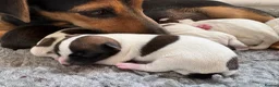 Jack Russell dogs for sale: Delightful Miniature Jack Russell Pups - Advert 4