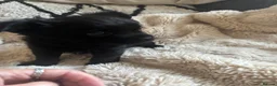 Chihuahua dogs for sale: Absolutely gorgeous chihuahua pups - Advert 21
