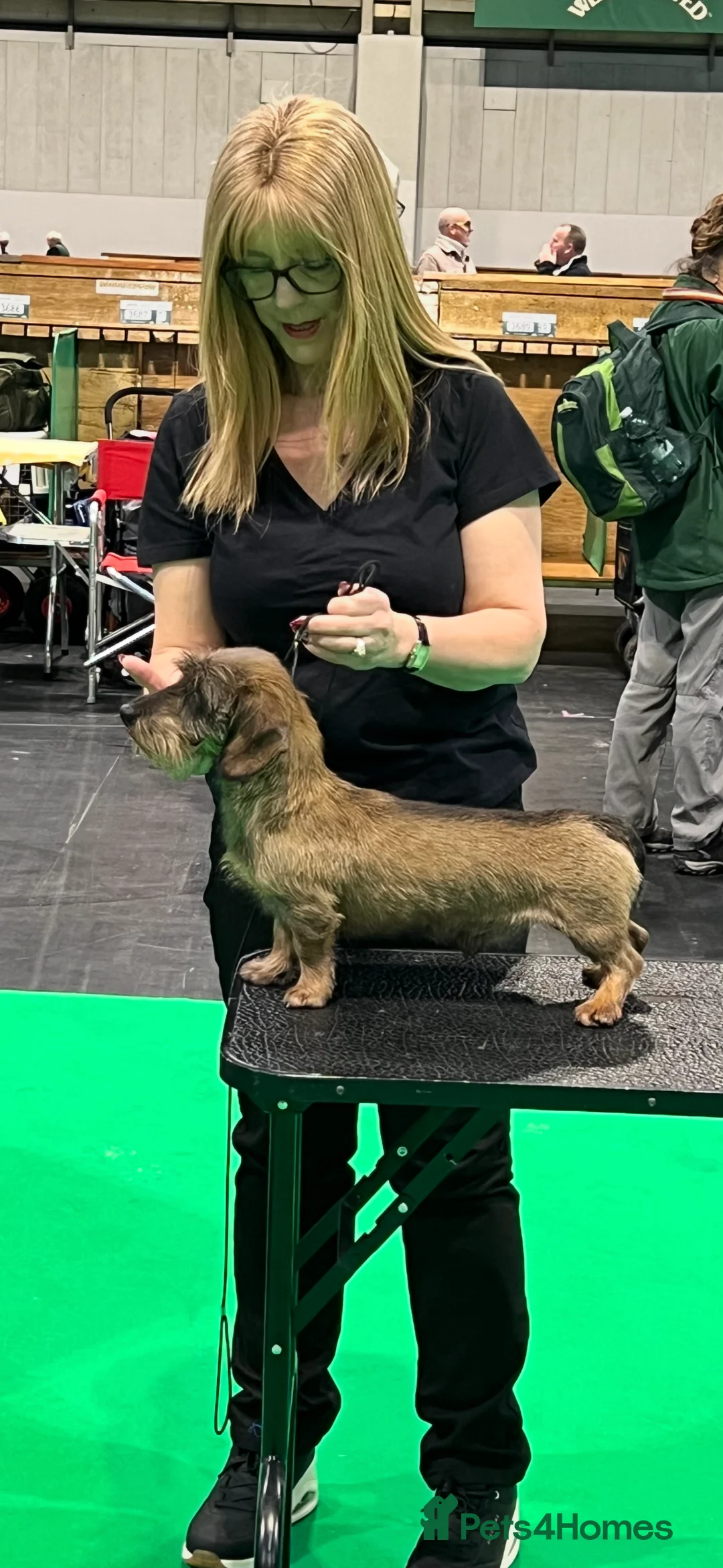 Dachshund dogs for stud: Miniature Wirehaired Dachshund Stud Dog in Spalding - Advert 2