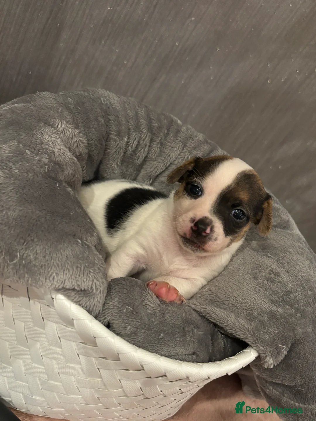 Jack Russell dogs for sale: ONE LITTLE BOY LEFT, IS HE BE YOUR MISSING PIECE?  - Advert 4