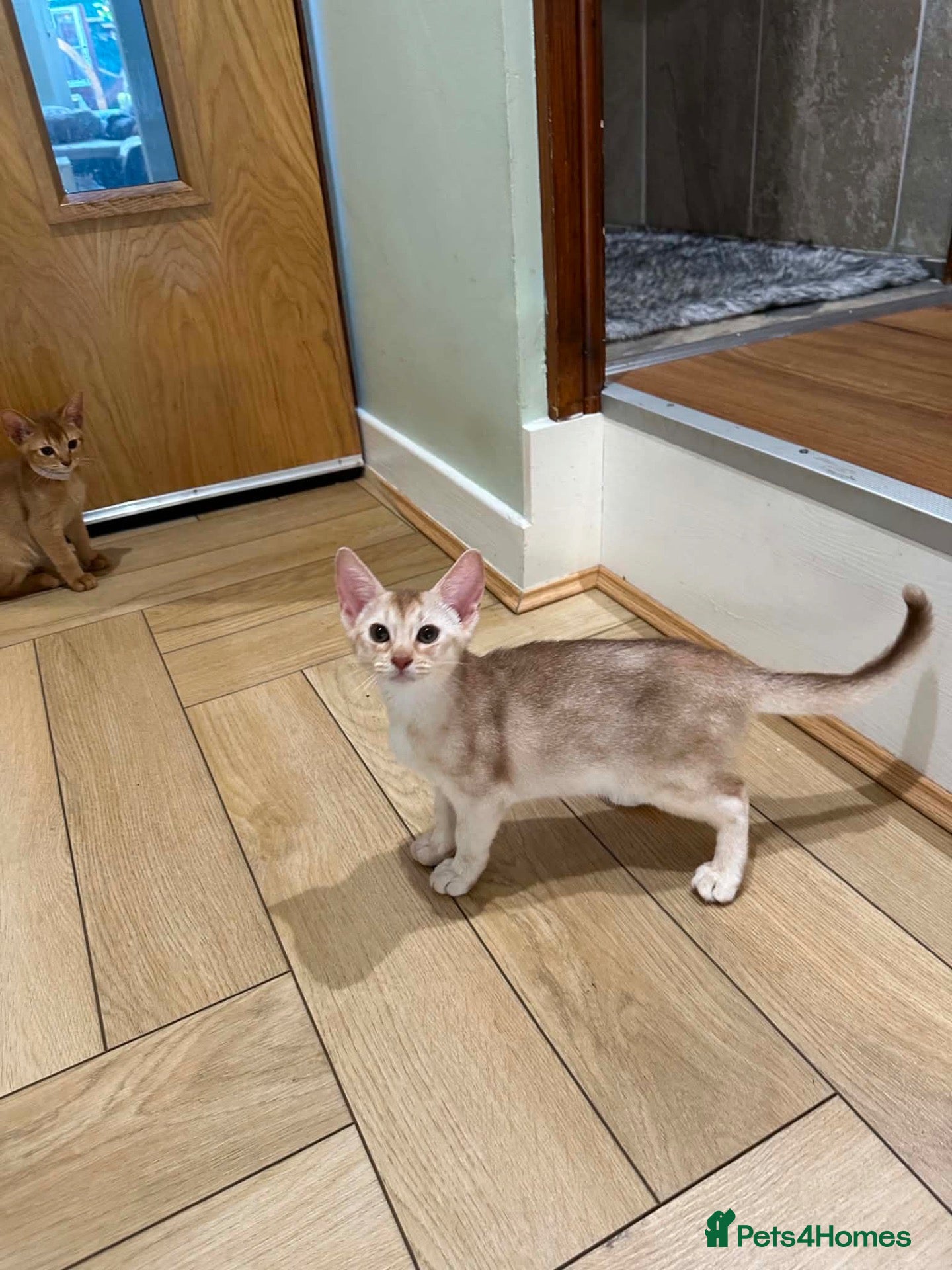 Abyssinian cats Abyssinian kittens  - Advert 2