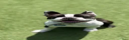 Boston Terrier dogs for stud: Handsome KC Registered Boston Terrier  - Advert 15