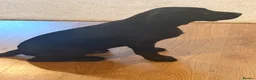 Labrador Retriever dogs for sale: KC REG black Labrador puppy  - Advert 4