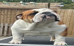 English Bulldog dogs for stud: Available at stud to approved bitches - Image 7
