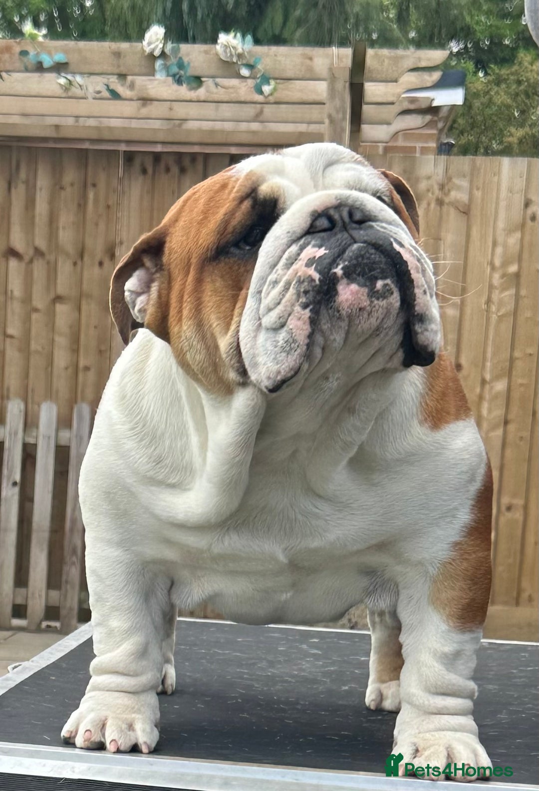 English Bulldog dogs for stud: Available at stud to approved bitches - Image 7