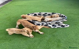 Cockapoo dogs for sale: 5 lovely f1 cockapoos  - Image 26