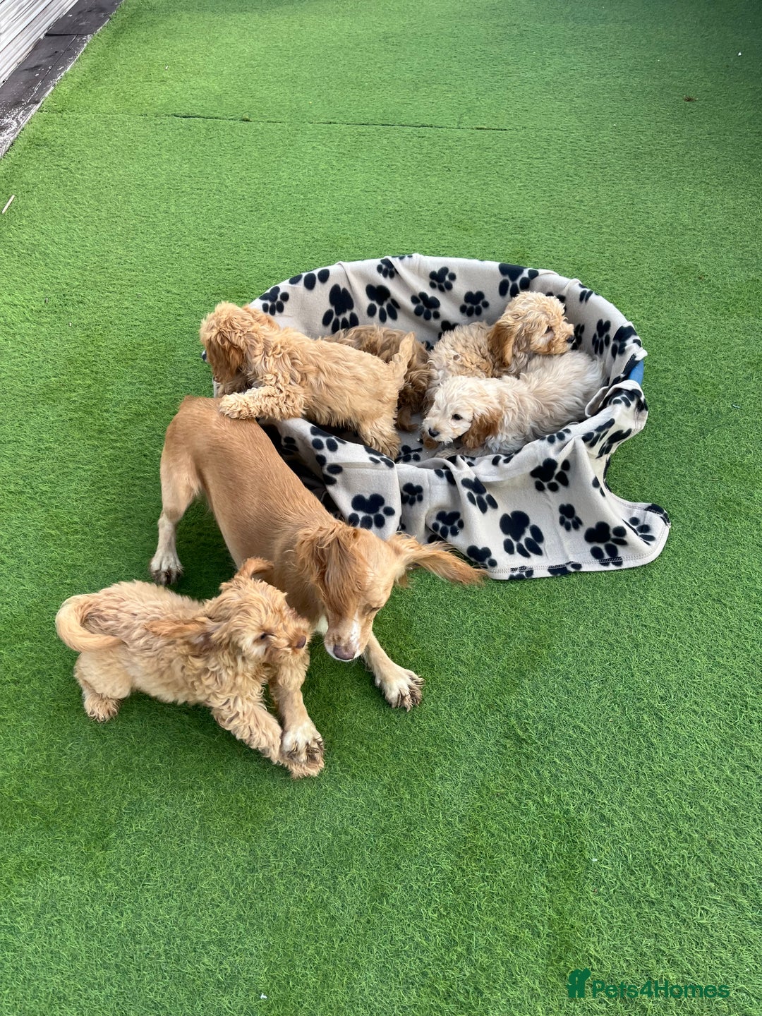 Cockapoo dogs for sale: 5 lovely f1 cockapoos  - Image 26