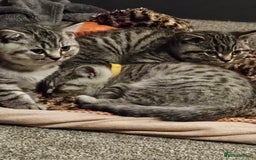 British Shorthair cats for sale: GCCF Reg Chocolate Silver Spotted Tabby BSH Boys - Image 23