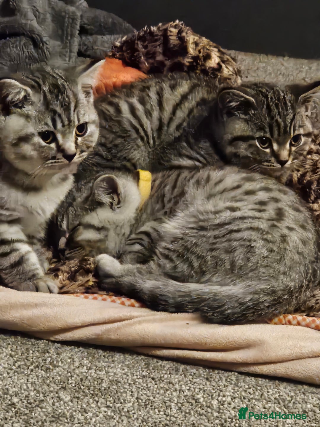 British Shorthair cats for sale: GCCF Reg Chocolate Silver Spotted Tabby BSH Boys - Image 23