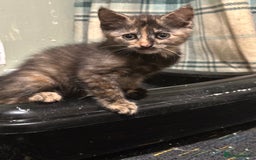 Domestic Shorthair cats for sale: Cute kittens in Dagenham - Image 21