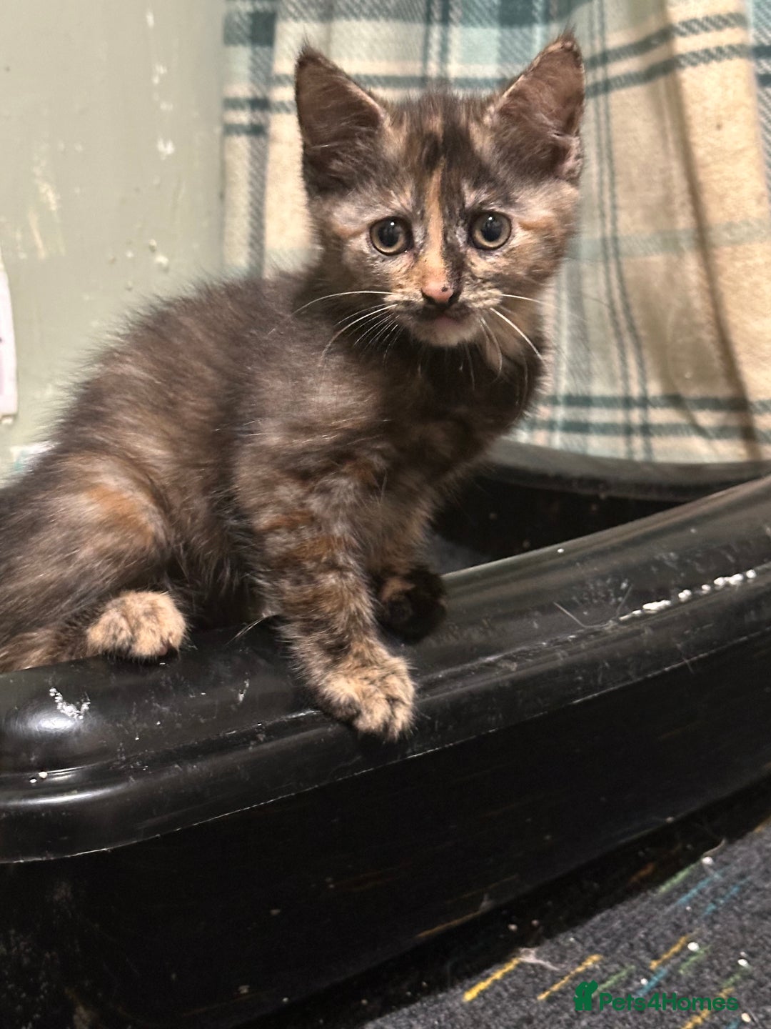 Domestic Shorthair cats for sale: Cute kittens in Dagenham - Image 21