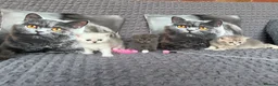 Scottish Fold cats for sale: Discount available ❤️Lovely scotish kittens💕💕💕 - Advert 20