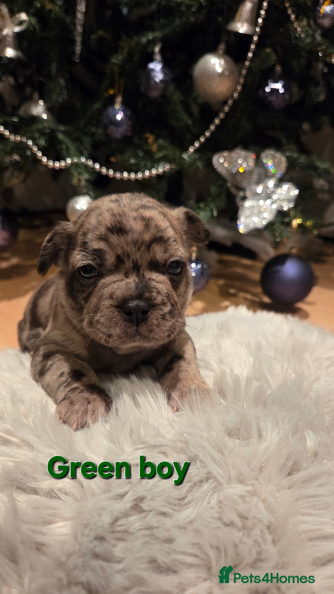 French Bulldog dogs for sale: Adorable French Bulldog puppies  - Advert 9