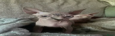 Sphynx 1