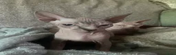 Sphynx cats for sale: Beautiful sphynx kittens looking for loving home🧿 - Advert 6
