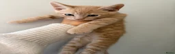 Mixed Breed cats for sale: 🐾 Beautiful Kittens Looking for Loving Homes! 🐾 - Advert 5