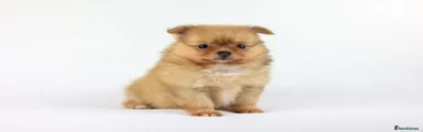 Pomeranian 3