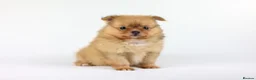 Pomeranian dogs for sale: Pomeranian Puppies - Advert 6