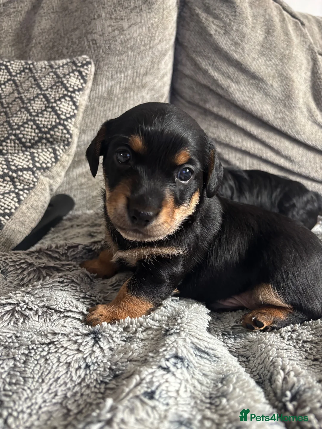 Mixed Breed dogs for sale: Two dorkie puppies for sale  in London - Advert 2