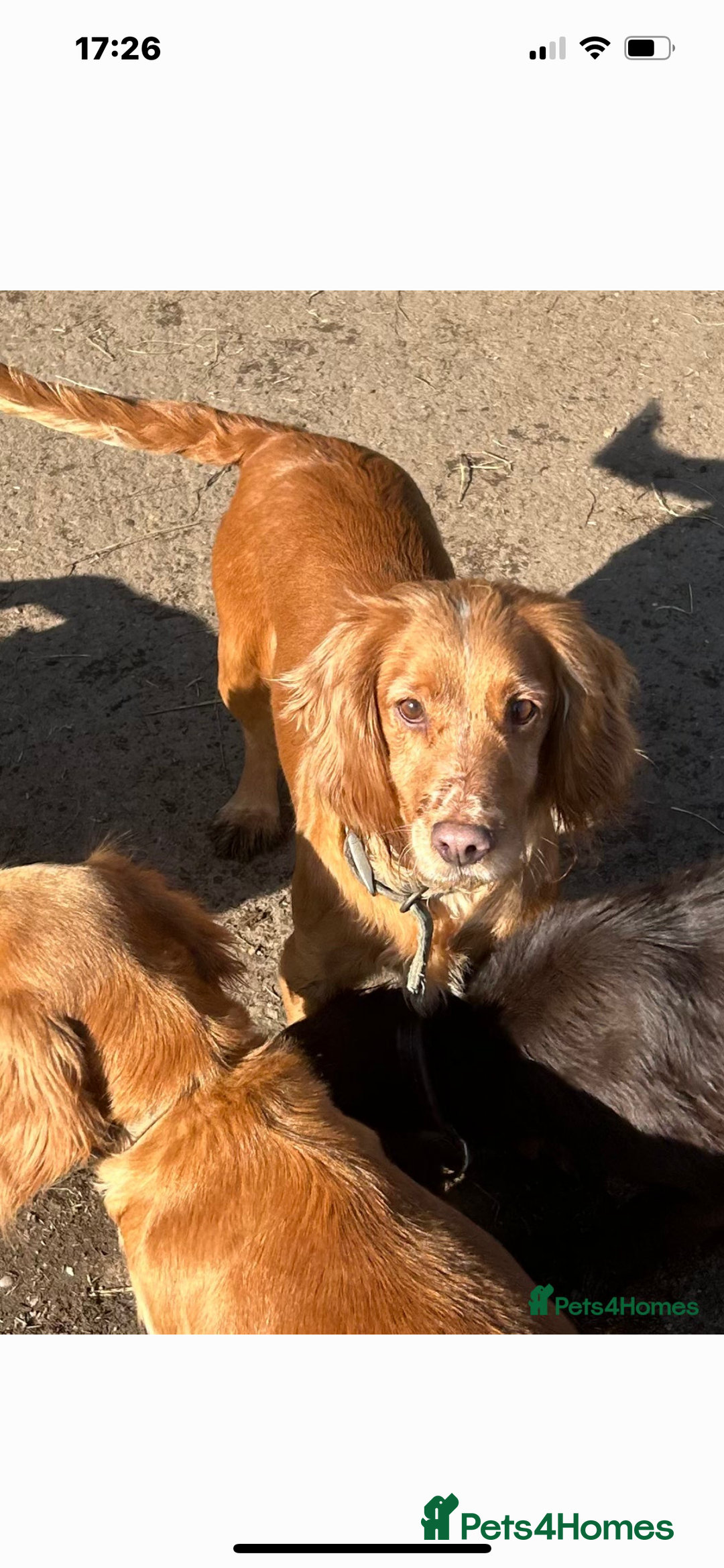 Cocker Spaniel dogs for sale: Beautiful cocker  - Advert 3