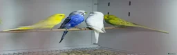 Budgerigars birds for sale: Budgies - Advert 4