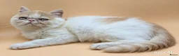 Exotic cats for sale:  Exotic Shorthair Girl, Feisty & Loving - Advert 5