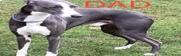 Whippet dogs for sale: KC Whippet Puppies  - Advert 3