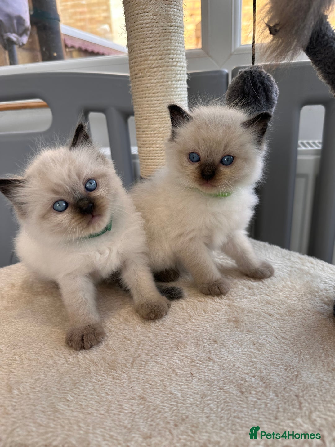 Ragdoll cats for sale: 💗Beautiful ragdoll kittens 💙 - Image 5