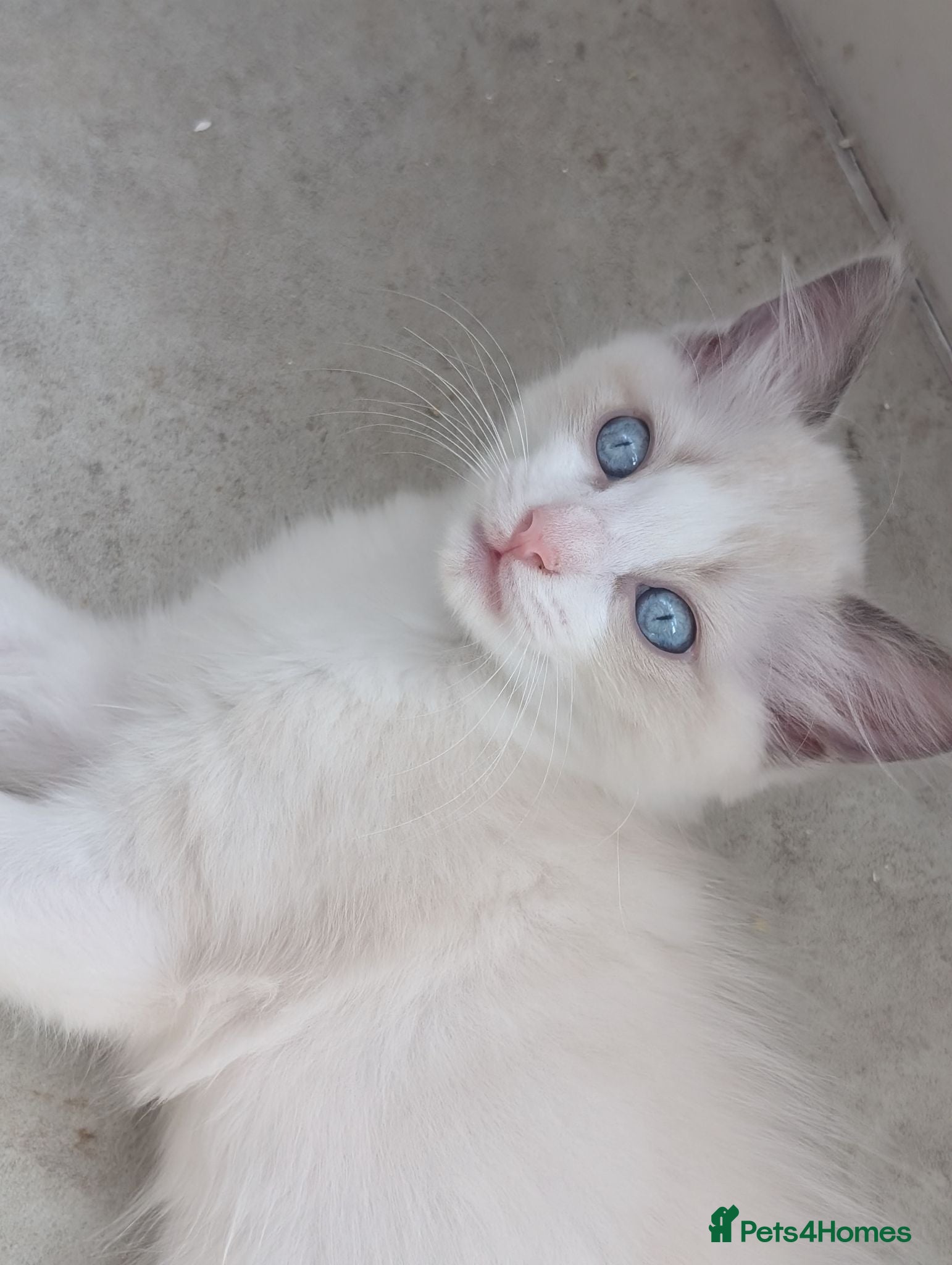 Ragdoll cats Beautiful blue bi colour boy for sale, vaccinated  - Advert 3