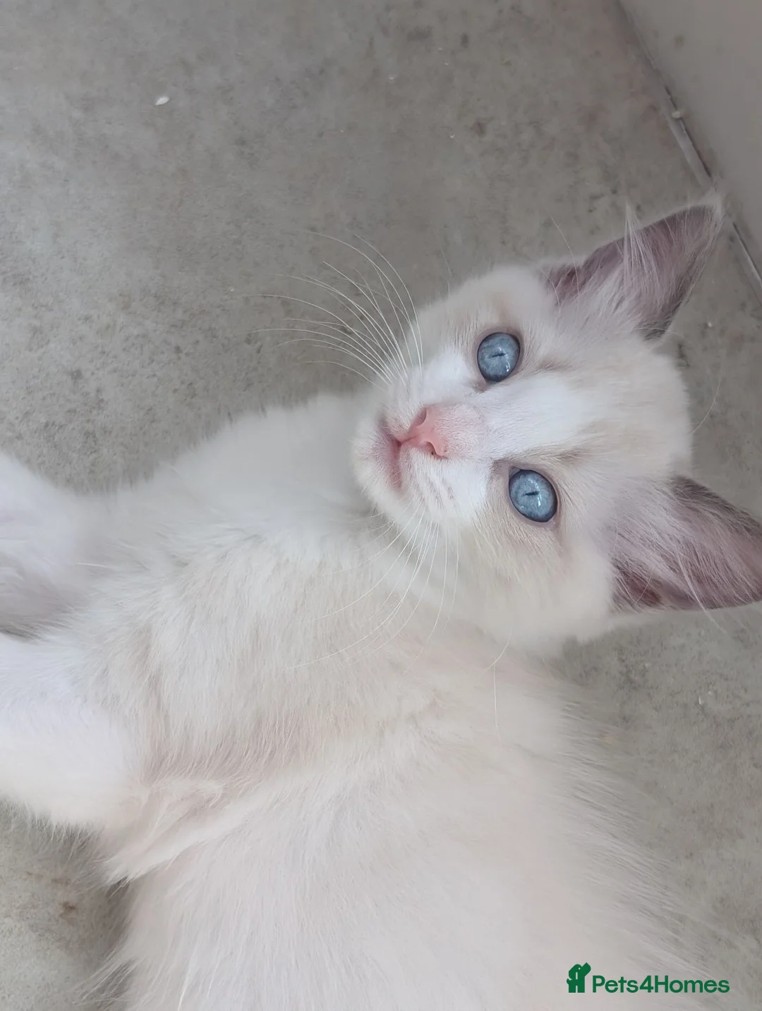 Ragdoll cats for sale: Beautiful blue bi colour boy for sale, vaccinated  - Advert 1