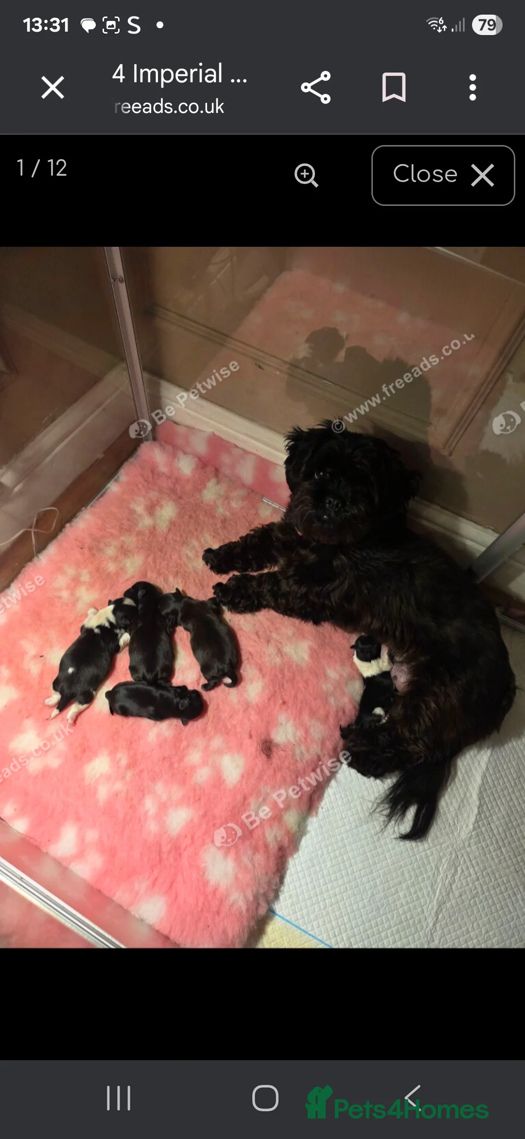 Shih Tzu dogs for sale: Shih tzu puppies  - Advert 8