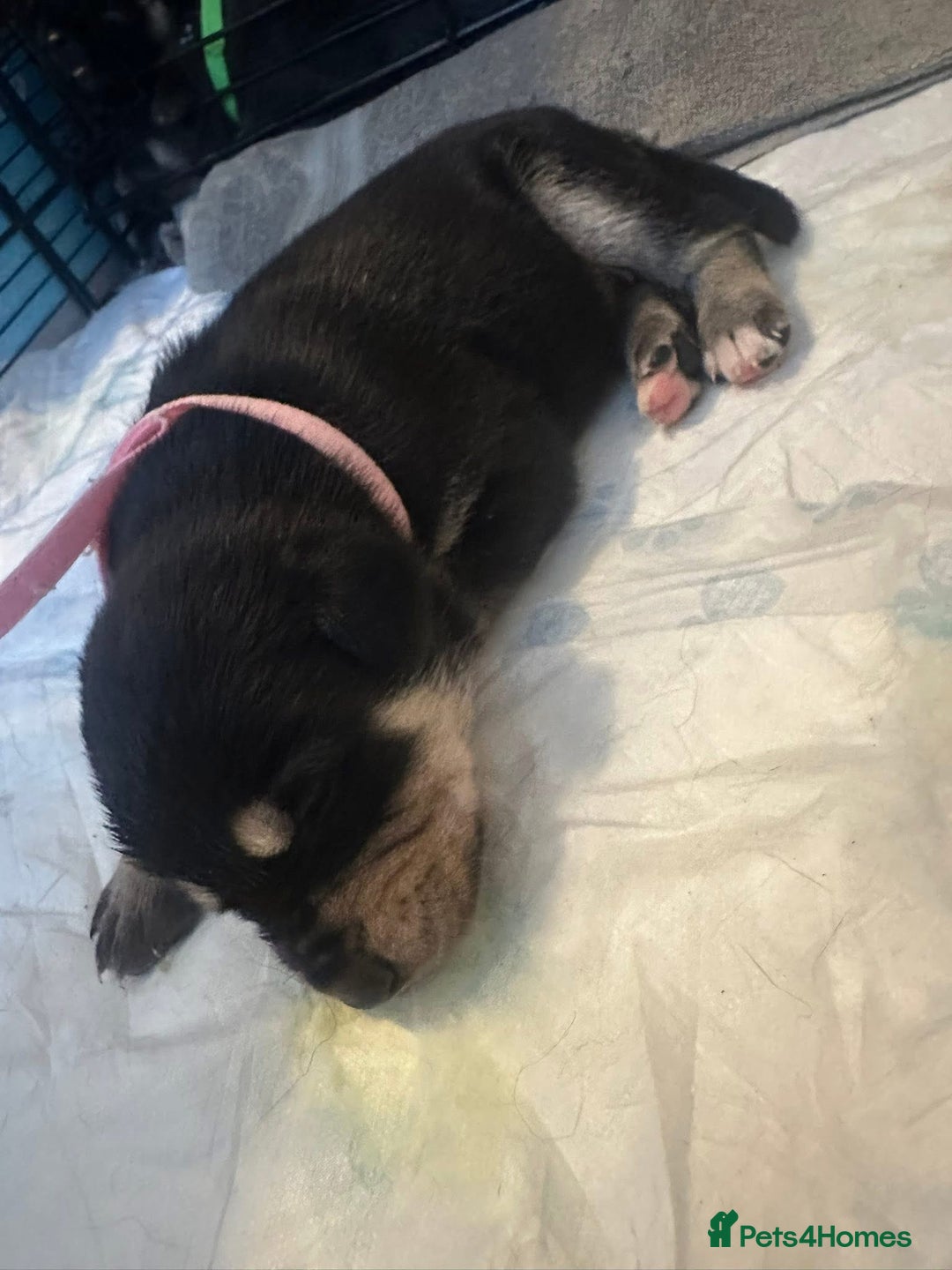 Mixed Breed dogs for sale: 8 beautiful pups, looking for forever home🐾 - Image 5